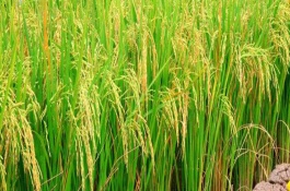 新丰优644水稻栽培技术要点，全生育期119.4天