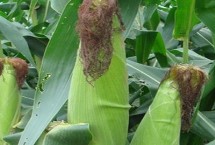 优迪839玉米栽培技术要点，中抗大斑病