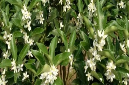 金桔花期怎么管理，根据植株的生长状态进行疏花和疏果