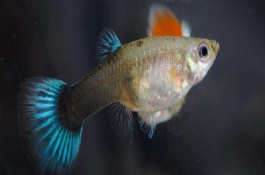 孔雀鱼搭配什么水草，只需间隔一个月即可