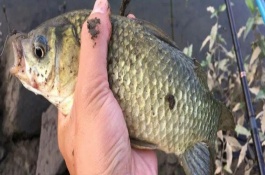 如何垂钓不开口的罗非鱼，早上作钓更容易上钩