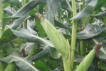 先玉1912玉米栽培技术要点，种植密度4500株/亩左右