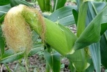 M3118玉米栽培技术要点，高抗丝黑穗病