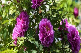 牡丹花的常见品种，寓意富贵圆满、端庄秀雅等