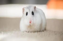 仓鼠容易养吗，科属、外形和食性均不同