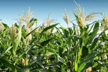 青农1902玉米栽培技术要点，适宜密度为每亩3500株左右