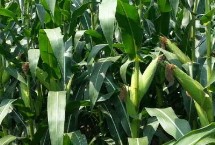 桂甜糯118玉米栽培技术要点，或者播种时间间隔20天以上