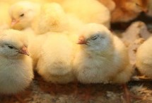 小鸡多大就不怕冷了，30天以上的小鸡就不怕冷了