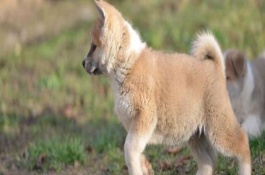 狗狗腿摔了一下瘸了多久自愈，可能是脚部创伤、长期性缺少钙等