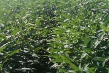 蒙豆53大豆栽培技术要点，生育期114天