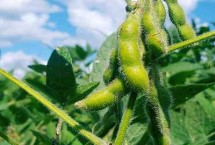 滇大豆14号大豆栽培技术要点，全生育期106d