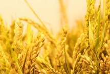 两优全赢丝苗水稻栽培技术要点，播种前宜用咪鲜胺浸种