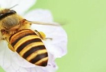 冬天蜂蜜不结晶是假货吗，价格不相上下