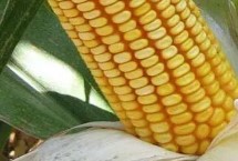 益农玉379玉米栽培技术要点，普通玉米品种