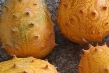 火参果是什么季节的水果，是夏秋季节的水果