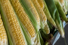 大德317玉米栽培技术要点，中抗灰斑病