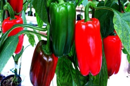 五彩椒能吃吗，不是转基因食品