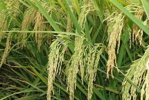 玉龙优1611水稻栽培技术要点，搞好综合防治