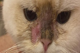 宠物猫呕吐是什么原因，与病猫产生接触、自身抵抗力差、环境潮湿均会引起