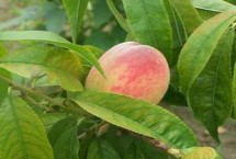 桃树缺钙的补救方式,展开幼叶脉间失绿 桃树缺钙的补救方式,展开幼叶脉间失绿