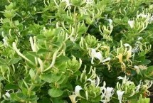 金银花的产地，通常从5月下旬开始开花