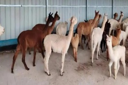 羊驼的生活习性，适合在山区、草原等地养殖