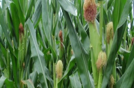 康硕518玉米栽培技术要点，4月中上旬播种
