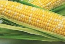 中农大691玉米栽培技术要点，注意防治玉米螟和蚜虫