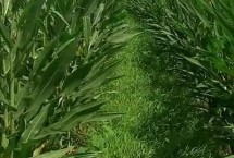 钱玉568玉米栽培技术要点，该品种幼苗期第一叶鞘紫色