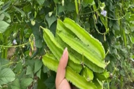 四棱豆适合在哪些地区种植，适合在云南、贵州、四川等地种植