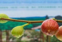 威远县简介，被评为中国无花果之乡