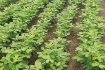 种植花生的要点，适合种植棉花、烟叶、小麦、花生等