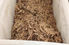 白蜡树的繁殖方法，春季播种必须先催芽