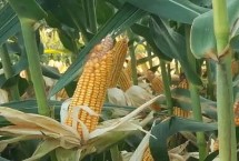 梨玉210玉米栽培技术要点，4月下旬至5月上旬播种