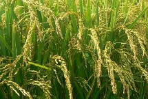 昱香两优馥香占水稻栽培技术要点，6月中旬播种