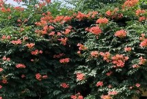 凌霄花的繁殖方式，在春秋季及时防治蚜虫