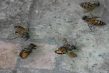 蜜蜂爬蜂病的种类和治疗方法，包括蜜蜂螺原体病、蜜蜂孢子虫病等类型