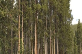 农村种植200亩杉木利润，投资成本大概是18万元左右