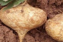 生长习性，是草质缠绕藤本植物