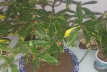 金边瑞香冬季会不会被冻死，土壤片碱或温度过低等均会导致