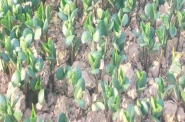 豆苗是什么，选择通气良好的沙壤土里比较好