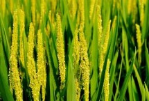 苏秀848水稻栽培技术要点，综合防治病虫草害