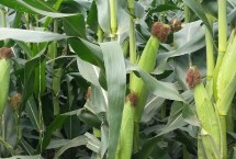 山农213玉米栽培技术要点，夏播生育期105天