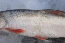 黄尾鱼能长到多少斤，黄尾鱼的尾鳍呈黄色、红尾鱼的尾鳍呈鲜红色