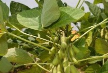 吉育3512大豆栽培技术要点，8月中旬及时防治大豆食心虫