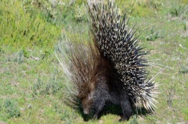 豪猪分布在我国哪里，是国家三级保护动物