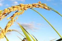 滨稻11水稻栽培技术要点，播种量控制在150克/盘左右