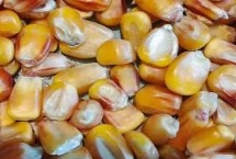 金科丰26玉米栽培技术要点，注意防治丝黑穗病