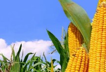 涪糯2号玉米栽培技术要点，该品种属中熟杂交糯玉米