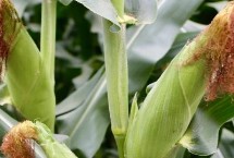 鑫瑞37玉米栽培技术要点，夏播生育期105天